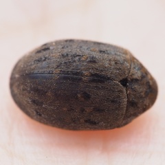 Byrrhus pilula