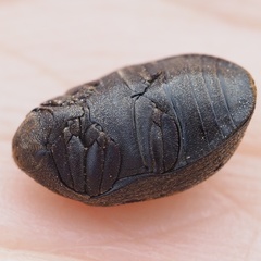 Byrrhus pilula
