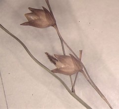 Panicum virgatum cubense