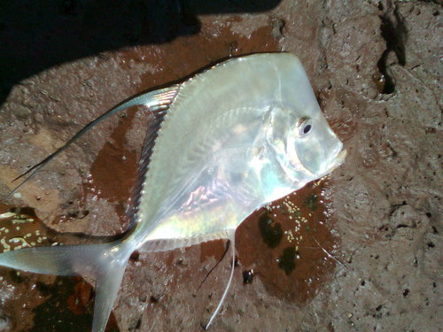 Hairfin Lookdown