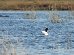 Cygnus melancoryphus
