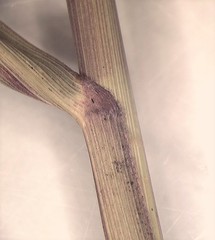 Panicum virgatum cubense