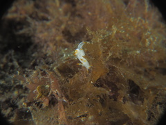 Trapania lineata