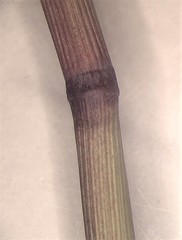 Panicum virgatum cubense