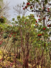 Rhododendron barbatum