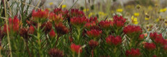 Rhodiola quadrifida
