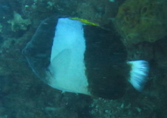 Hemitaurichthys zoster