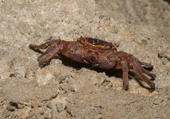 Sesarmops imperator