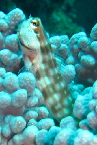 Ecsenius nalolo