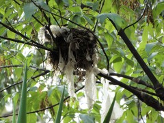 Turdus rufopalliatus