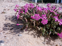 Silene littorea