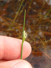 Schoenoplectus subterminalis