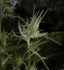 Cirsium italicum
