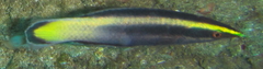 Labroides bicolor