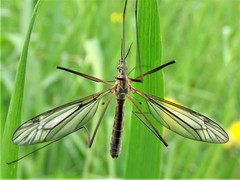 Tipula vernalis