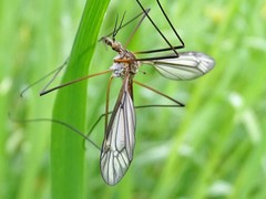 Tipula vernalis