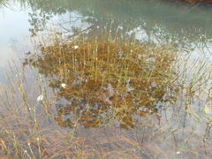 Schoenoplectus subterminalis