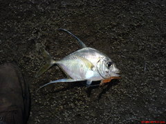 Euprepocaranx dorsalis