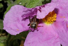 Blitopertha lineolata