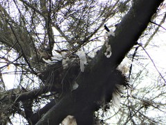 Turdus rufopalliatus