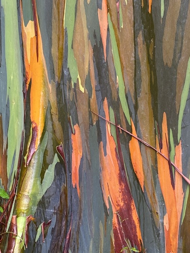 Eucalyptus deglupta - Leaves