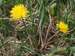 Taraxacum bavaricum