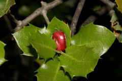 Plagiotrochus quercusilicis