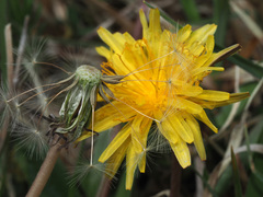Taraxacum bavaricum
