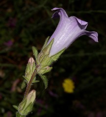 Campanula lyrata