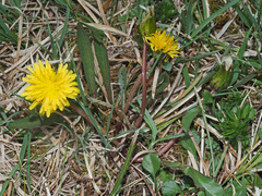 Taraxacum bavaricum