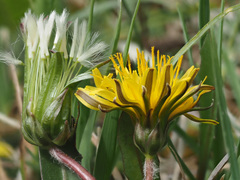 Taraxacum bavaricum