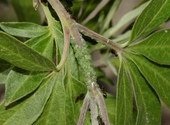 Aphis viticis