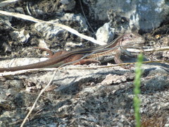 Aspidoscelis angusticeps