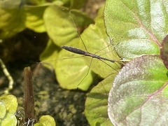 Hydrometra stagnorum