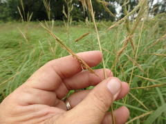 Sporobolus michauxianus