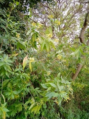 Cestrum parqui