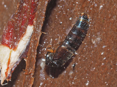 Gabrius splendidulus