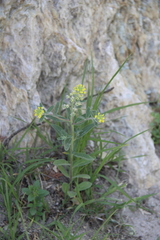 Alyssum hirsutum