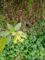 Cestrum parqui