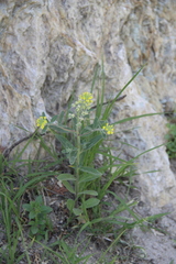Alyssum hirsutum