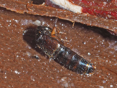Gabrius splendidulus