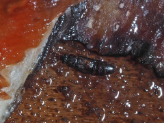 Phloeonomus pusillus