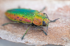 Lamprodila