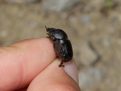 Gymnopleurus geoffroyi