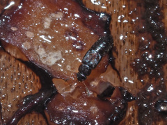 Phloeonomus pusillus