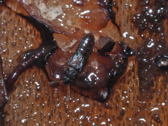 Phloeonomus pusillus