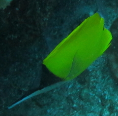 Forcipiger