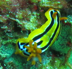 Chromodoris