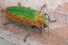 Lamprodila