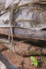 Cnemidophorus cryptus